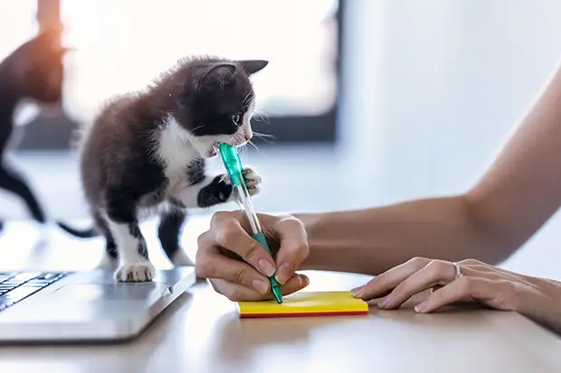 Katze beißt in den Stift