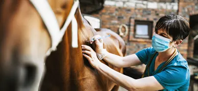 Pferd bekommt eine Spritze vom Tierarzt