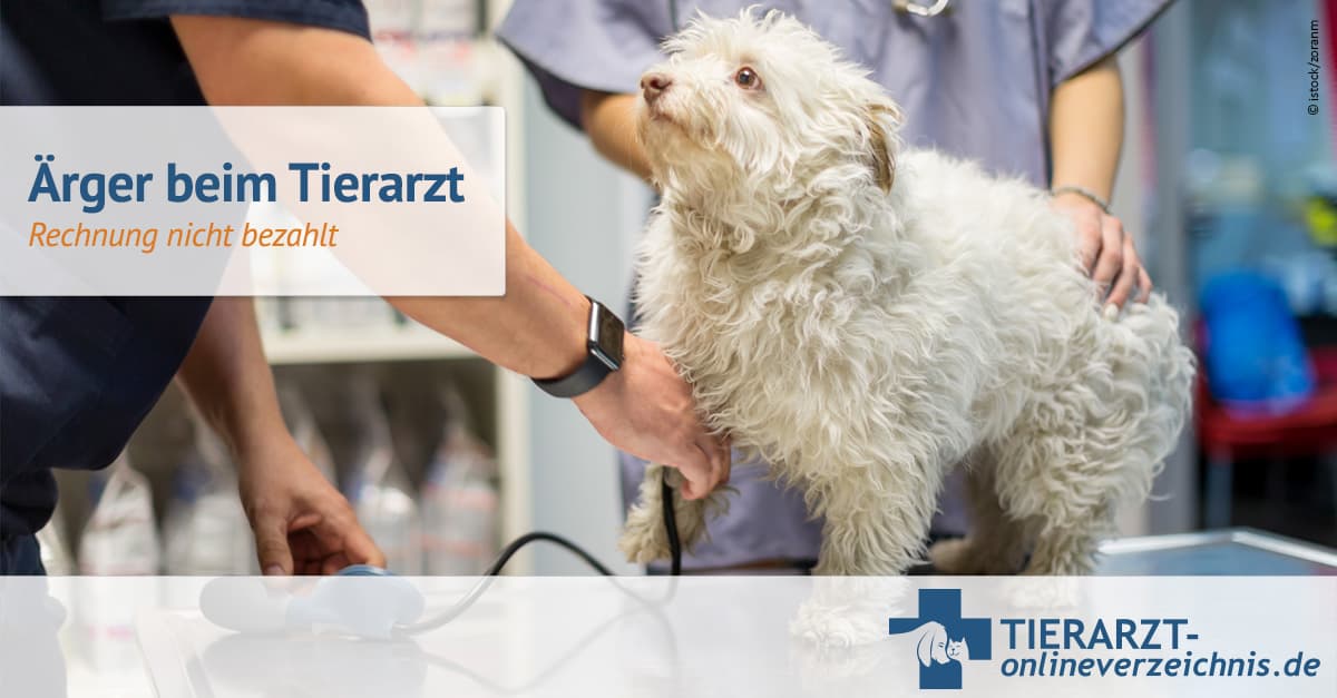 Der Ärger beim Tierarzt um nicht bezahlte Rechnungen