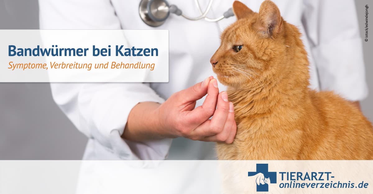 Bandwürmer bei Katzen Symptome, Verbreitung und Behandlung