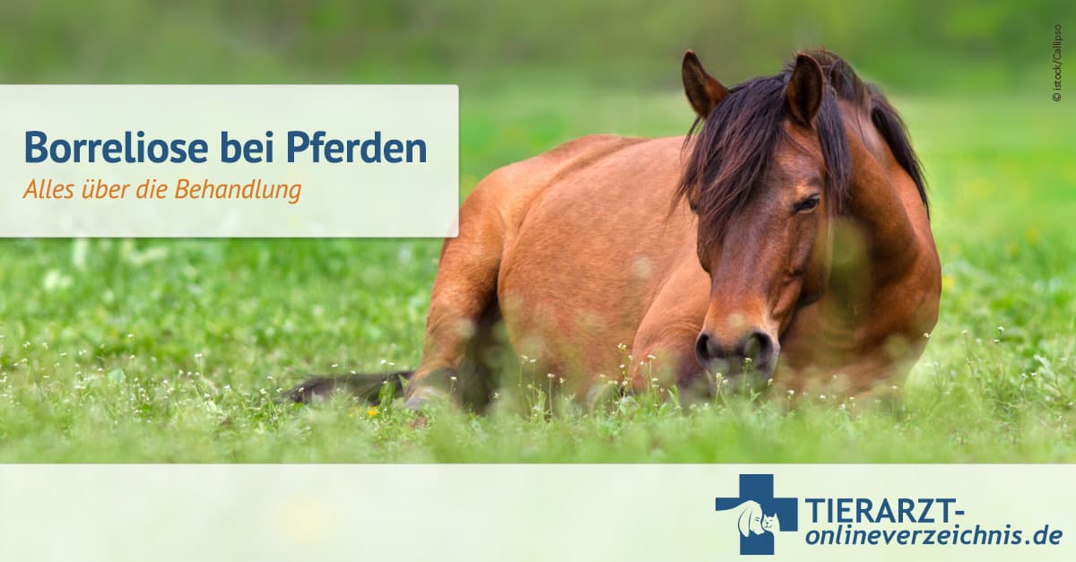Borreliose Bei Pferden Symptome