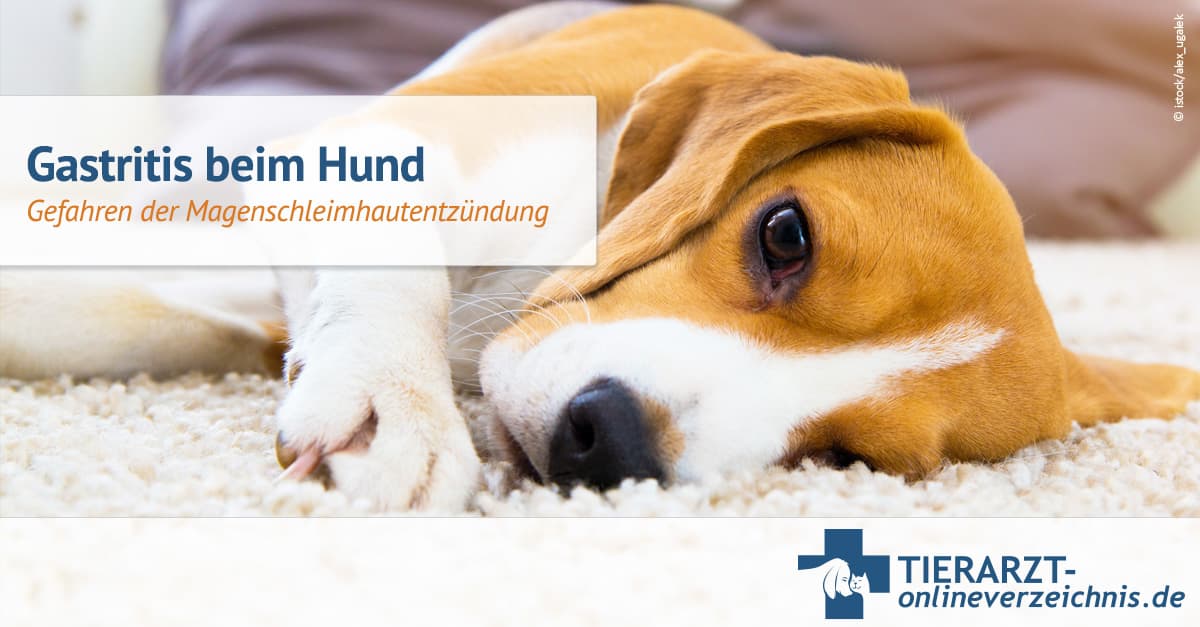 Gastritis Hund Wie Lange Dauert Heilung www.tierarzt-onlineverzeichnis.de