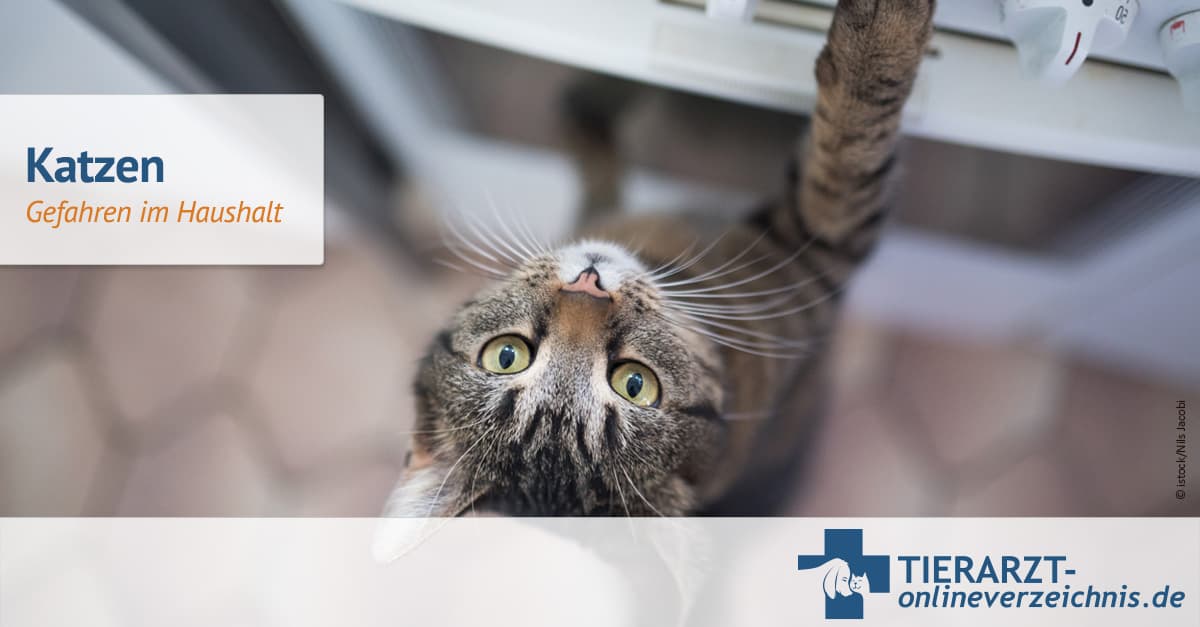 Efeu, Gardinen und Trockner: Das gefhrdet Katzen wirklich im Haushalt