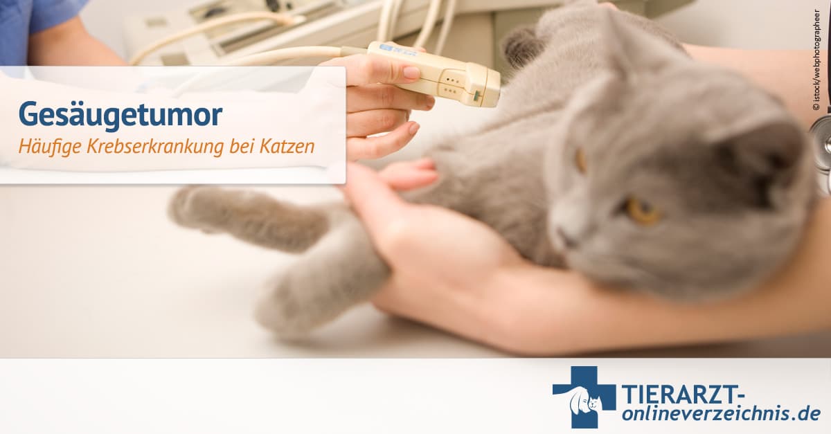 Katze Tumor Im Mund Lebenserwartung www.tierarzt-onlineverzeichnis.de