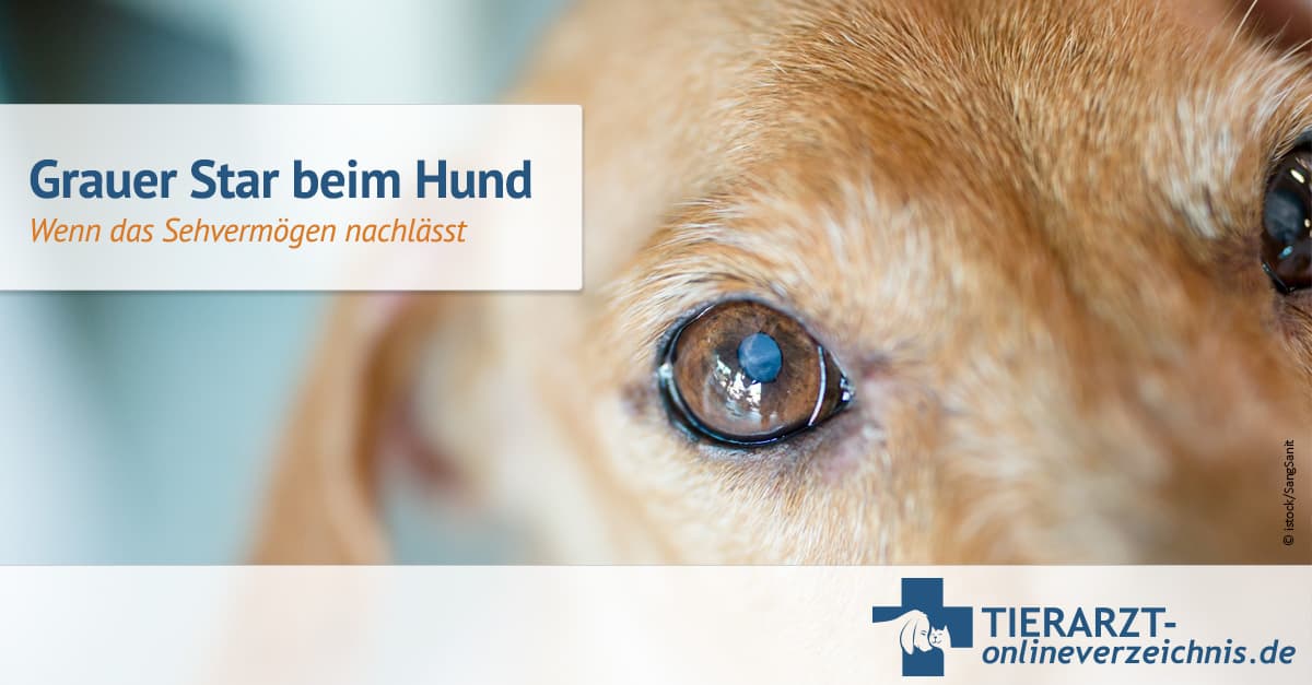 Grauer Star Hund Op Ja Oder Nein