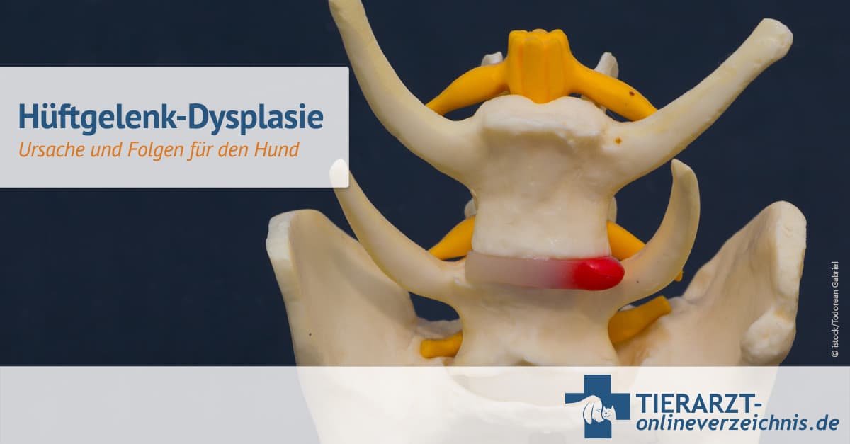 Die Hftgelenk-Dysplasie bei Hunden