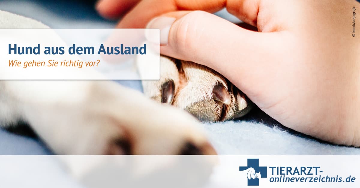 Hunde aus dem Ausland wie gehen Sie richtig vor`?