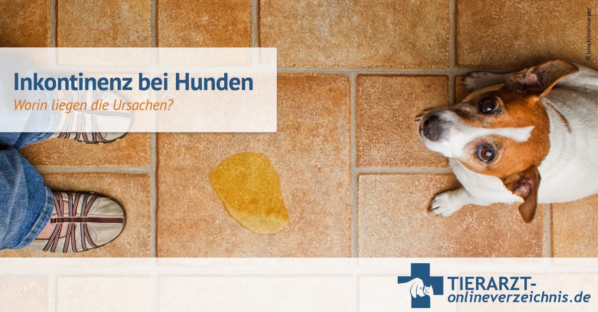 Was Tun Bei Inkontinenz Bei Hunden