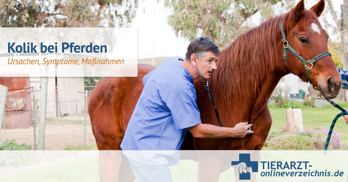 Wann Ist Eine Kolik überstanden Pferd