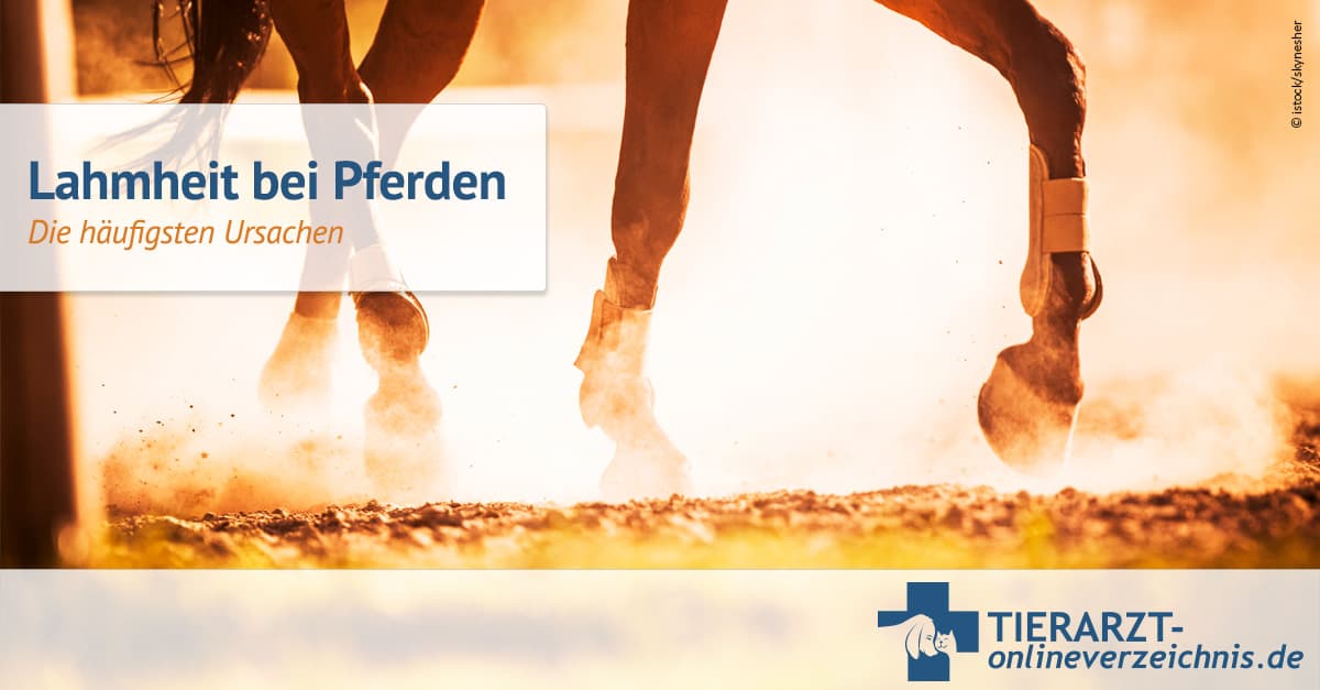 Pferd Einschlfern Wegen Lahmheit