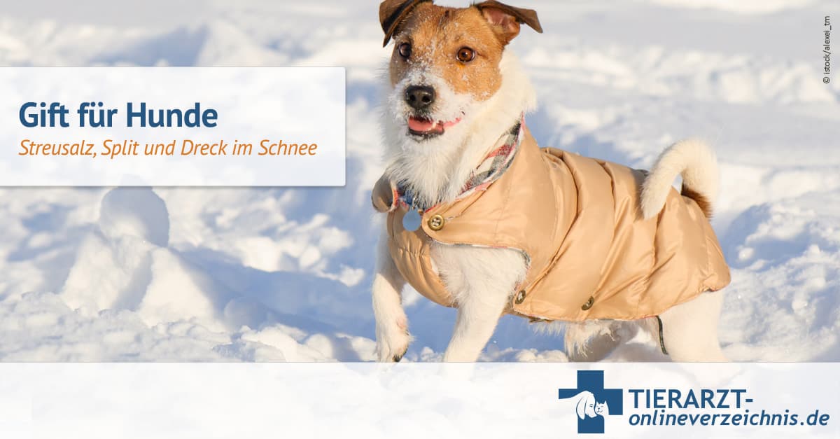 Gift fr Hunde - Streusalz, Split und Dreck im Schnee