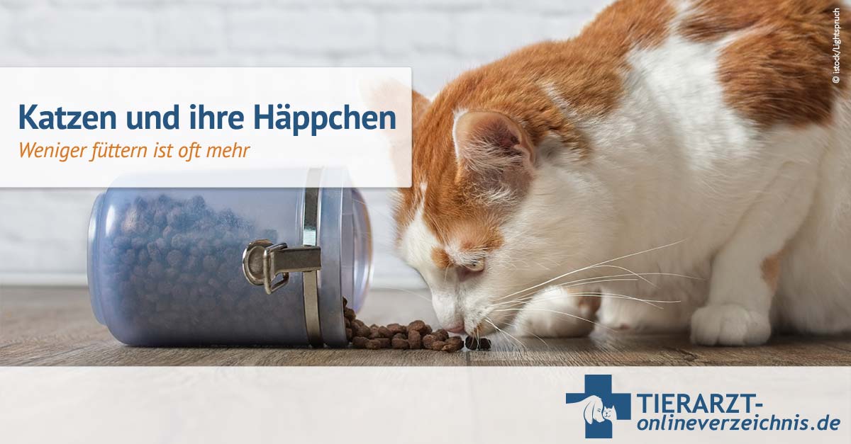 Wie Oft Katze Füttern Am Tag www.tierarzt-onlineverzeichnis.de